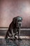 A small domestic, purebred puppy, sitting against a pink wall