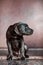 A small domestic, purebred puppy, sitting against a pink wall