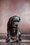 A small domestic, purebred puppy, sitting against a pink wall