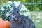 Small domestic rabbit in an autumn setting at sunset with pumpkins and mums in background