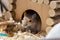 A small domestic rodent peeps out of its wooden house in a sawdust cage