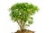 Small domestic tree isolated