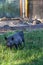 Small domestic vietnamese baby mini pig running on green grass on garden around house, sunny day