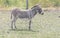 Small donkey on a country safari farm