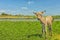 A small donkey cub on a green meadow