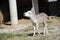 Small donkey on a farm