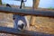 Small donkey`s face, wooden fence in the zoo