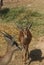 Small Dorcas gazelle in the zoo