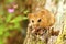 Small dormouse