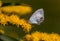 Small dotted butterfly on yellow flower