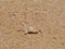 Small dotted crab on the gold sand