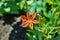 Small dotted leopard lily flower growing in spring