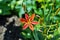 Small dotted leopard lily flower growing in spring