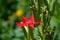 Small dotted leopard lily flower growing in spring