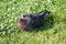 Small dove on the grass