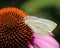 Small Dove Gray Butterfly in Echinacea Plants