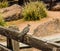 Small Dove Perched On Wooden Railing