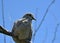 A small dove, Streptopelia decaocto