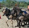 Small draft horses pulling cart