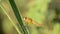 Small dragon fly on grass green leaf at sunset light