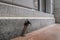 A small drain pipe lays in front of a tile floor on the exterior of the Capital Building in Utah