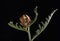 A small dried artichoke against a black background