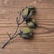 small dried twig with ripened fruits of an unknown plant isolated on a wooden background