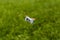 Small drone with a camera flying over the grass