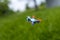 Small drone with a camera flying over the grass