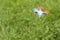 Small drone with a camera flying over the grass