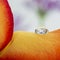 A small drop of water laid on a rose petal. In the drop is an image of tiny purple flowers