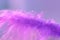 A small drop of water on a purple feather. Beautiful abstract macro. Spring tender background. Selective focus