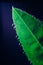 Small drops of water on the edges of a green leaf. Macrophoto of a green plant with water drops