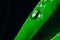 Small drops of water on the edges of a green leaf. Macrophoto of a green plant with water drops