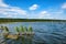 Small dry trees growing in lake summer landscape