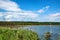 Small dry trees growing in lake summer landscape