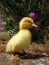 Small duck