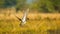 Small duck flying, yellow background