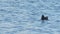 Small duck swims on surface of large tranquil river closeup