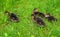 Small ducklings on grass