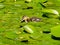Small ducklings swim in the pond with lily pads
