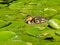 Small ducklings swim in the pond with lily pads