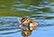 Small ducks on a pond. Fledglings mallards.(Anas platyrhynchos)