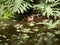 Small ducks in pond in the Living Rainforest in Hampshire, England