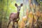 small duiker standing alert in dense foliage