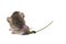 A small dumbo rat eating flower isolated on white.