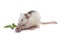 A small dumbo rat eating flower isolated on white
