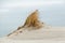 Small dune on windy beach