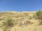 small dune with yellow sand and vegetation