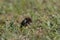 Small Dung beetle rolling a piece of manure accross a green grass field. A special kind of insect that feed on feces. Known as